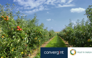 Apple growing on trees in an orchard with sunny blue sky